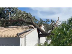 �rvore localizada no Almoxarifado Municipal cai sobre parte dos fundos de resid�ncia no Bairro Amar�lis