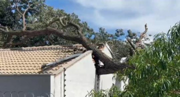 �rvore localizada no Almoxarifado Municipal cai sobre parte dos fundos de resid�ncia no Bairro Amar�lis