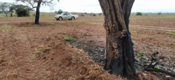 Uso irregular de fogo danifica rea de 10,4 hectares e 16 rvores nativas em fazenda e homem  autuado em R$ 17,6 mil