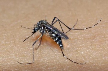 Casos de dengue chegam a 3.797 positivos em 2023