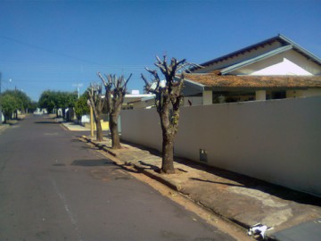 Meio Ambiente promete apertar o cerco contra predadores de �rvores