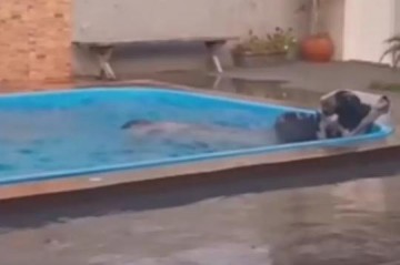 V�DEO: Boi invade quintal, cai na piscina e d� trabalho � vizinhan�a no MS