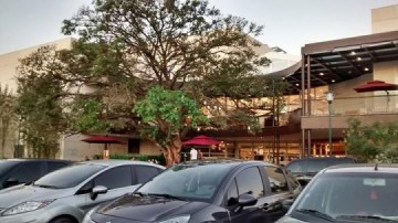 Em Rio Preto n�o derrubam �rvores, constroem shopping center em volta