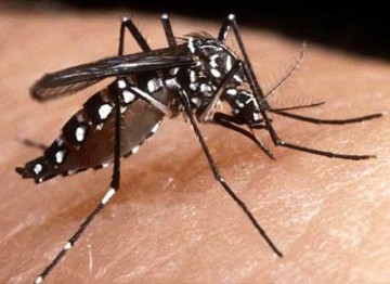 OC chega a 846 casos de dengue