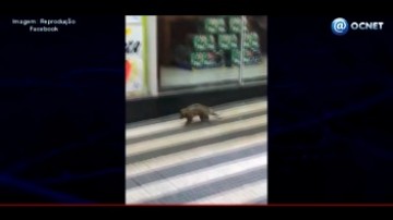 V�DEO: Bombeiros capturam porco espinho no centro de Osvaldo Cruz