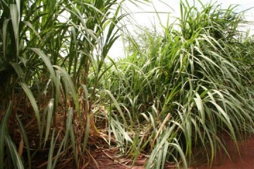 Funcion�rio de usina sofre queimaduras em canavial