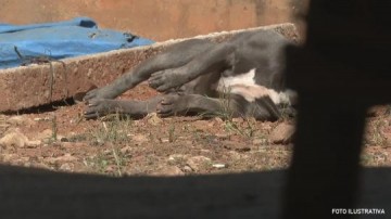 Cachorro � morto a tiros ao ser solto para atacar policiais em Ara�atuba