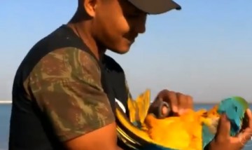 ASSISTA: Arara � atra��o em Presidente Epit�cio e vira tema de mat�ria na TV Globo