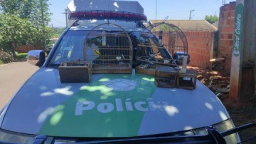 Salmour�o: Pol�cia Ambiental multa homem em R$ 15 mil por aves silvestres e galos de briga