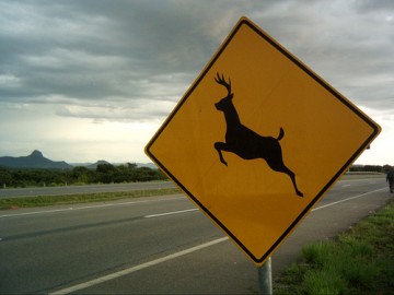 Pol�cia Militar Rodovi�ria registra caso de motociclista ferido por atropelamento de raposa