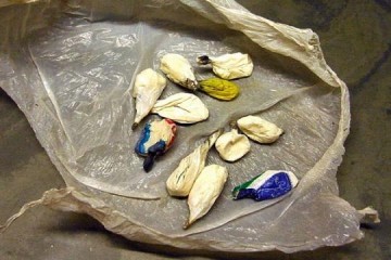 Panorama - Pol�cia Civil coloca acusado de traficar drogas na cadeia