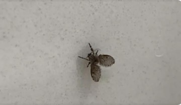 Mosquitinho-de-banheiro tem duas novas espcies