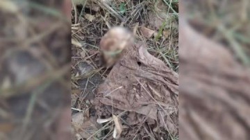 Ossada humana � encontrada em �rea de pastagem em Ara�atuba