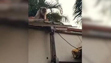 V�DEO: Macaca bugio � flagrada em cima do telhado de casa em Ara�atuba