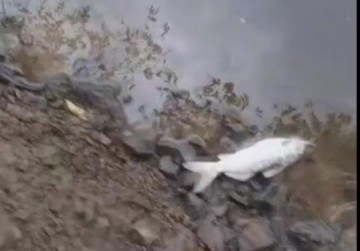 VDEO: Mortandade de peixes em Varpa (Distrito de Tup)