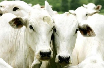 Brasil suspende exportaes de carne bovina  China aps caso de vaca louca