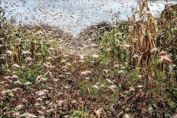 Nuvem com mais de 40 milh�es de gafanhotos pode chegar no Rio Grande do Sul em poucos dias