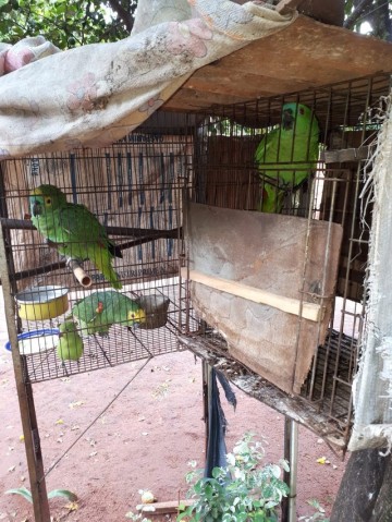 Opera��o Jequitib� termina com 50 animais silvestres resgatados e mais de R$ 54 mil em multas aplicadas