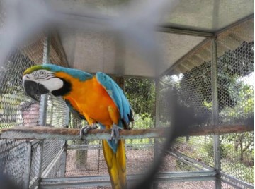 Idoso � multado em R$ 5 mil e responder� criminalmente por manter arara-canind� em cativeiro