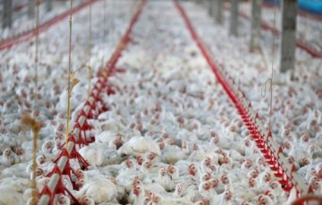 Produo de frango encarece quase 20%; custos mais altos chegam ao consumidor
