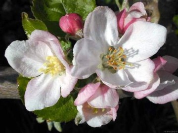 Feira do Verde agita Osvaldo Cruz a partir de hoje