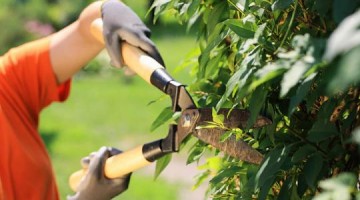 Senar e Meio Ambiente v�o oferecer cursos gratuitos de fruticultura b�sica de podas e eletricistas