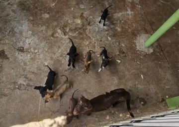 Pol�cia resgata nove cachorros desnutridos e tutor recebe multa de R$ 27 mil por maus-tratos, em Pres. Epit�cio