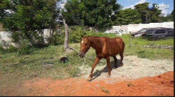 V�DEO: Cavalos soltos pela cidade: seis foram apreendidos na �ltima semana