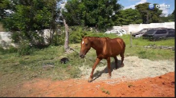 VDEO: Cavalos soltos pela cidade: seis foram apreendidos na ltima semana