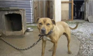 Tarc�sio sanciona lei que pro�be manter animais em correntes