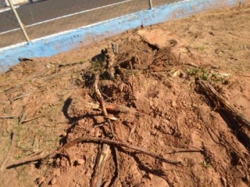 Secretaria de Agricultura e Meio Ambiente esclarece retirada de �rvore no parque da pra�a da matriz