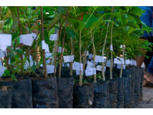 Secretaria de Agricultura e Meio Ambiente realiza cadastramento e entrega de mudas em Osvaldo Cruz