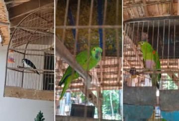 Osvaldo Cruz: homem � multado em R$ 2 mil por manter em cativeiro aves como bigodinho, papagaio e periquit�o