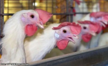 V�DEO: Granjeiros de Bastos tomam medidas preventivas contra a gripe avi�ria