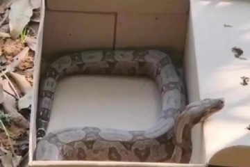 Jiboia � resgatada em �rea urbana de Bauru