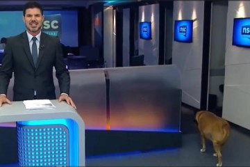 VDEO: Cachorro invade estdio de jornal durante transmisso ao vivo e diverte espectadores
