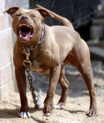 PitBulls atacam crian�a em OC