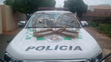 Moradora de Salmour�o leva multa de R$ 1 mil por manter aves silvestres em cativeiro sem autoriza��o ambiental