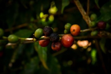 V�DEO: Sebrae-SP e Prefeitura de Osvaldo Cruz priorizam selo de proced�ncia do caf� da Alta Paulista