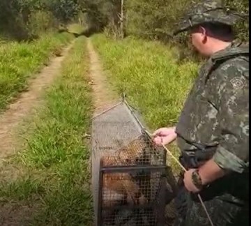Amea�ado de extin��o, lobo-guar� encontrado em posto de sa�de � devolvido � natureza em Ouro Verde