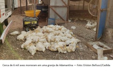 Cerca de 6 mil aves morrem de calor em granja na cidade de Adamantina