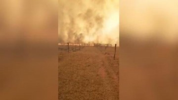 Animais morrem durante inc�ndio em �rea de pastagem de Santo Ant�nio do Aracangu�