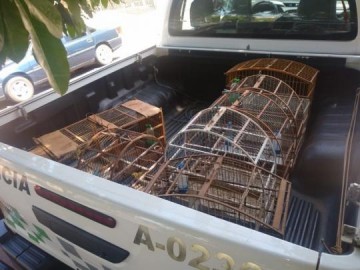Polcia Ambiental resgata aves silvestres mantidas em cativeiro e multa homem em R$ 5 mil