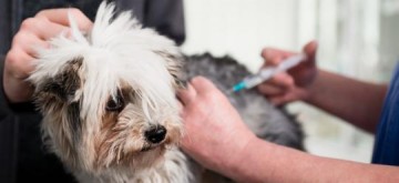 Vacina��o antirr�bica e exames de Leishmaniose ser�o realizados nesta quinta-feira em OC