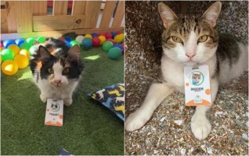 Gatos ganham crachs e viram 'funcionrios' de pet shop no interior de SP