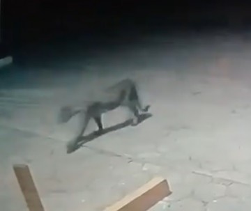 ASSISTA: C�mera de sistema de seguran�a flagra on�a pr�xima a entrada de condom�nio em Paulic�ia