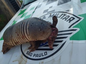 Caseiro de fazenda leva multa de R$ 500 e ainda vai responder criminalmente por ca�ar tatu-galinha, em Pacaembu