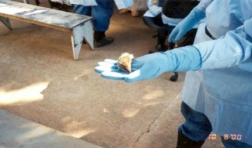 Dracena registra morte por hantav�rus