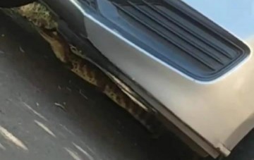 Mulher encontra jacar� embaixo de carro em Ara�atuba