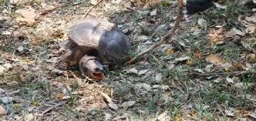 Em menos de um ms, 2 tartaruga-mordedora  localizada em Presidente Prudente